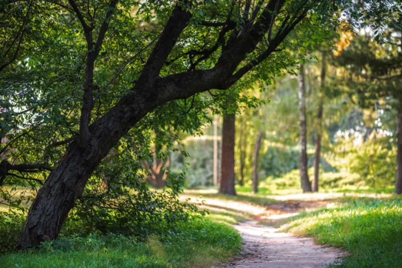 Empty pathway in park with green trees and plants 2026 03 13 01 16 40 utc